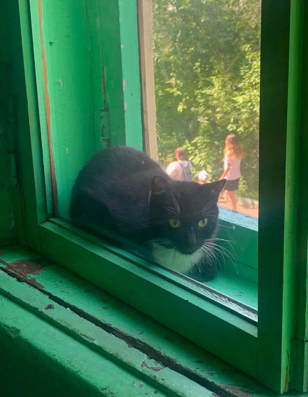 Найдена кошка в Красноярске — фото питомца