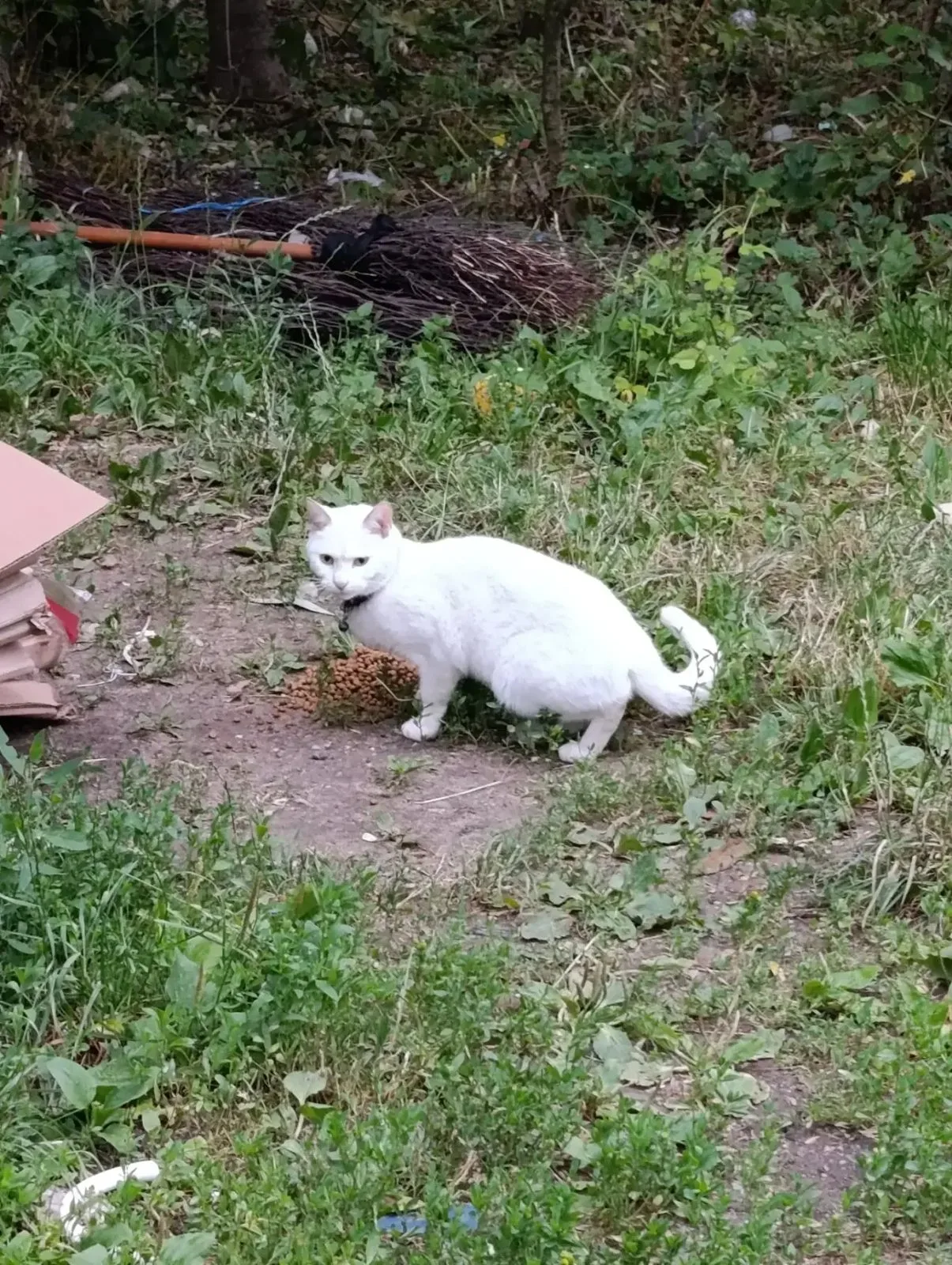 Найдена кошка в Москве — фото питомца