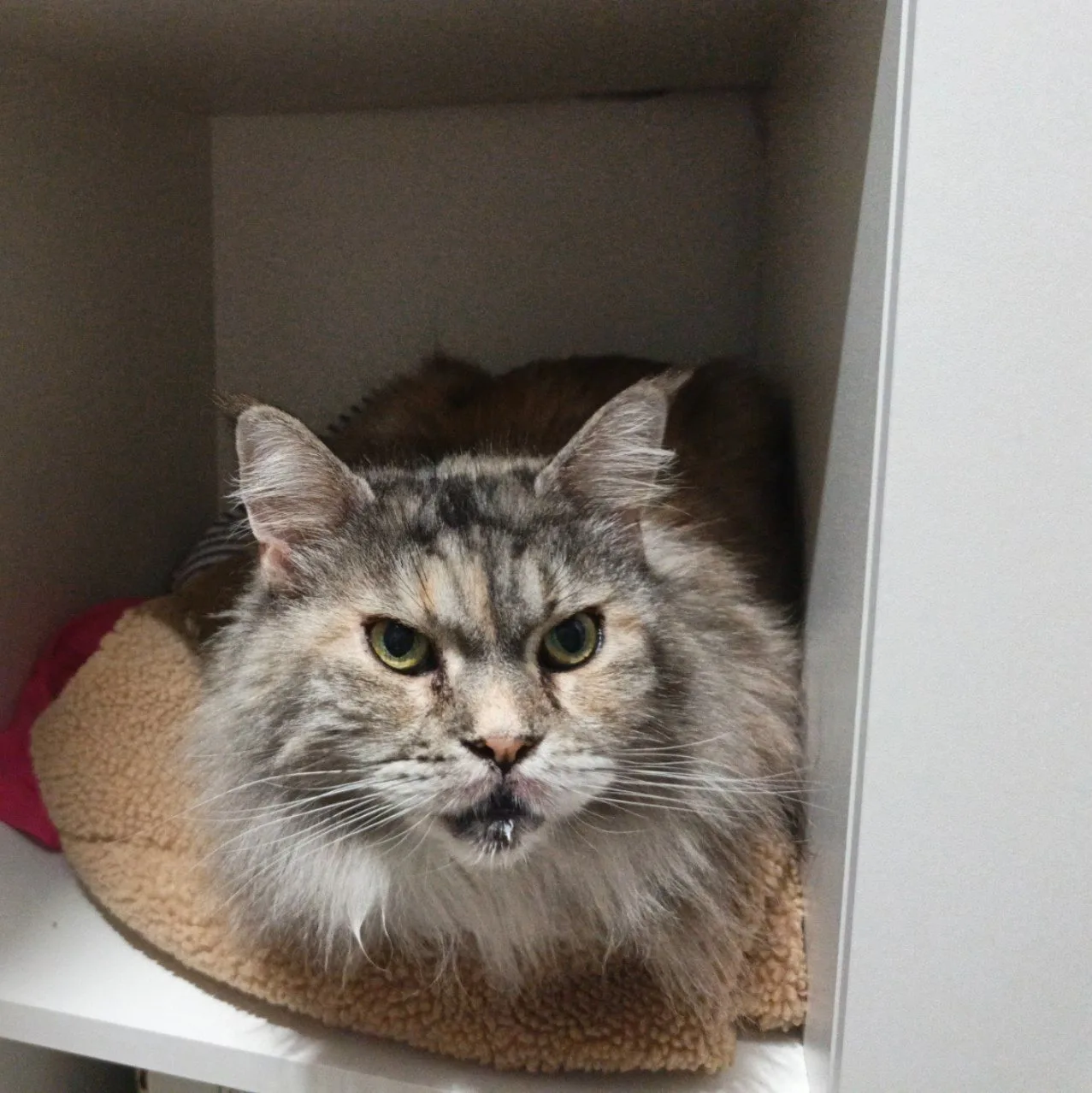 Пропала кошка в Москве — фото питомца