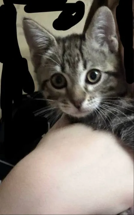 Пропала кошка в Пензе — фото питомца