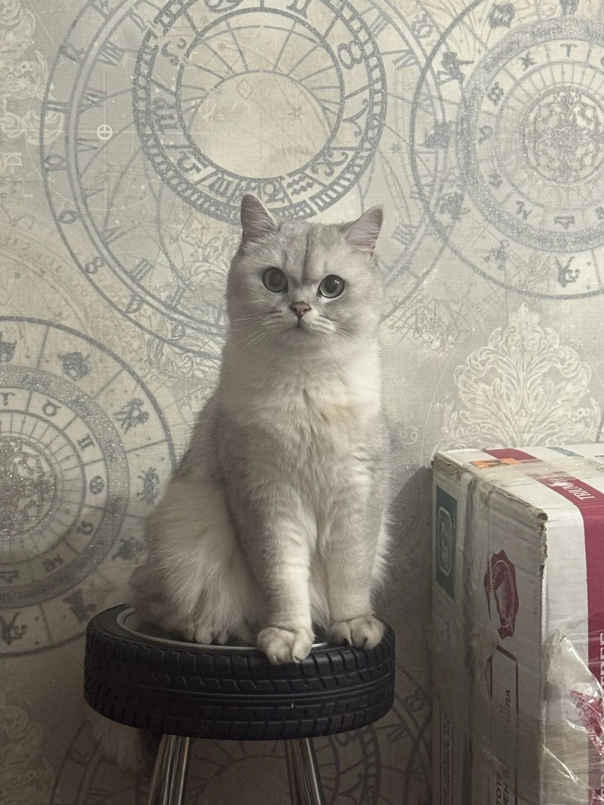 Пропала кошка в Томске — фото питомца