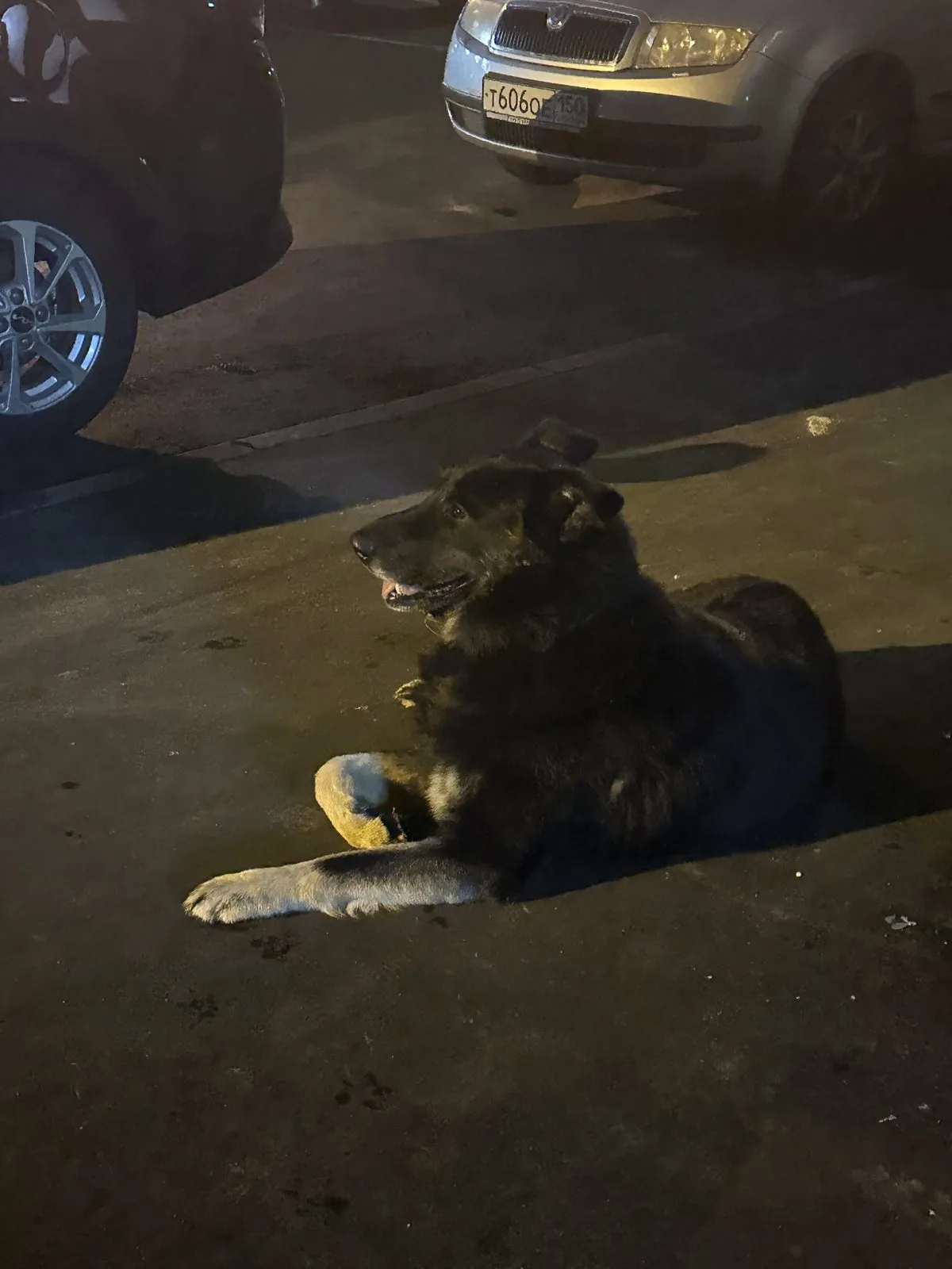 Найдена собака в Домодедове — фото питомца