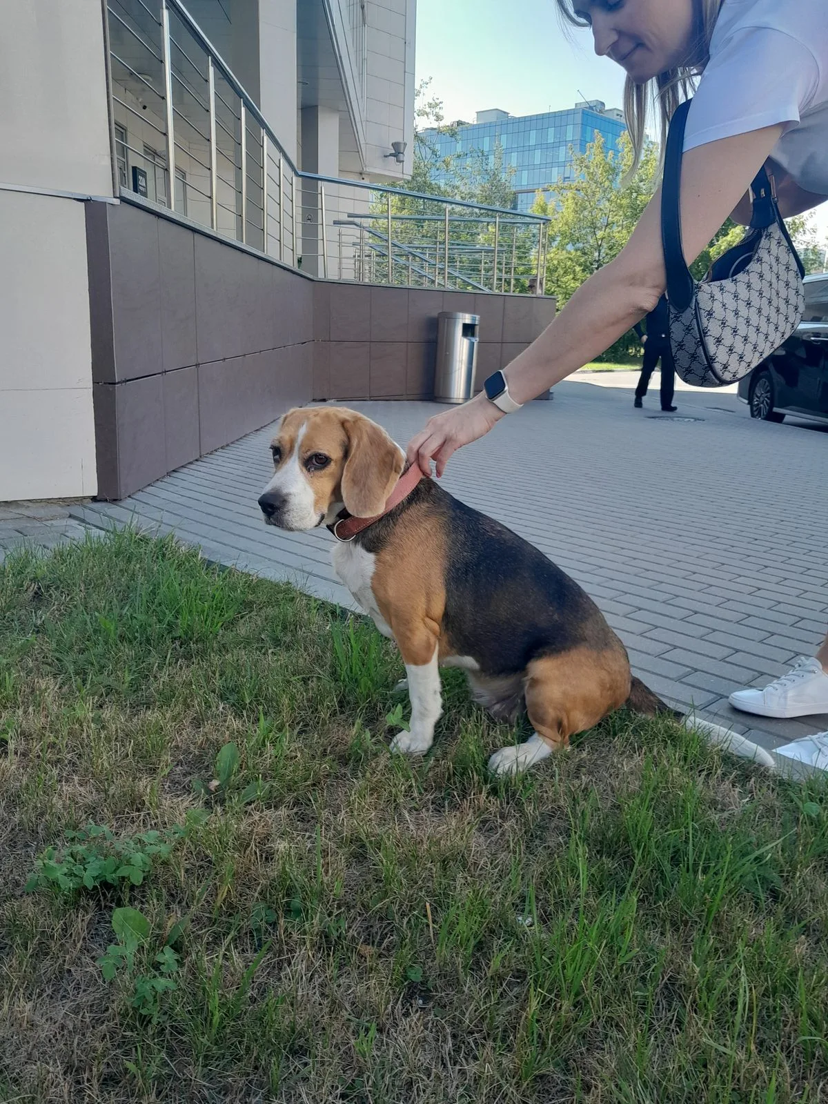 Найдена собака в Москве — фото питомца
