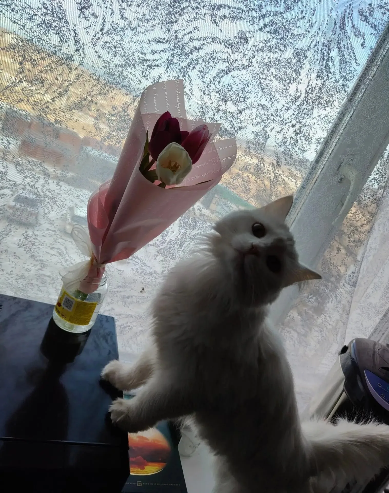 Найдена кошка в Чите — фото питомца