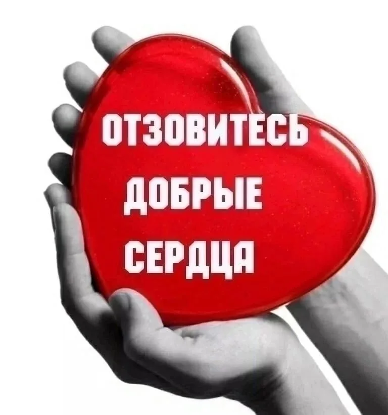 Объявление о питомце в Вологде — фото питомца