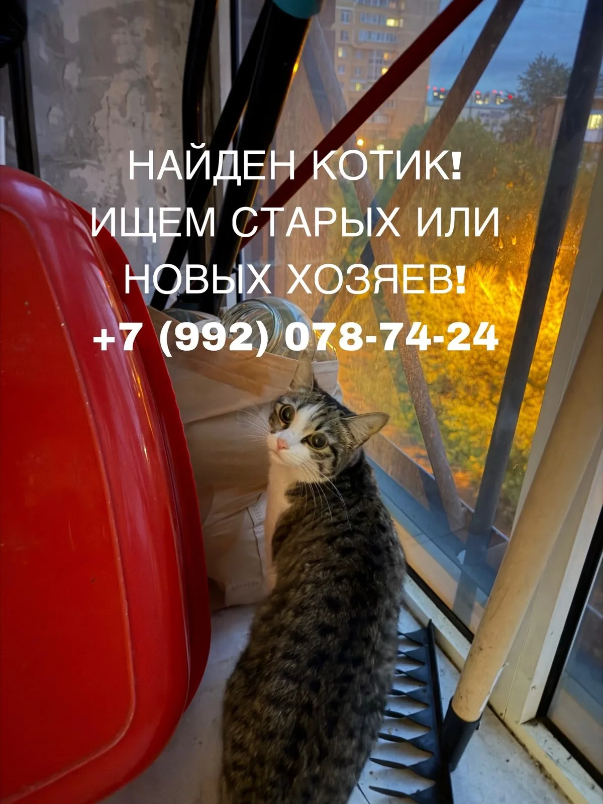 Найдена кошка в Иркутске — фото питомца