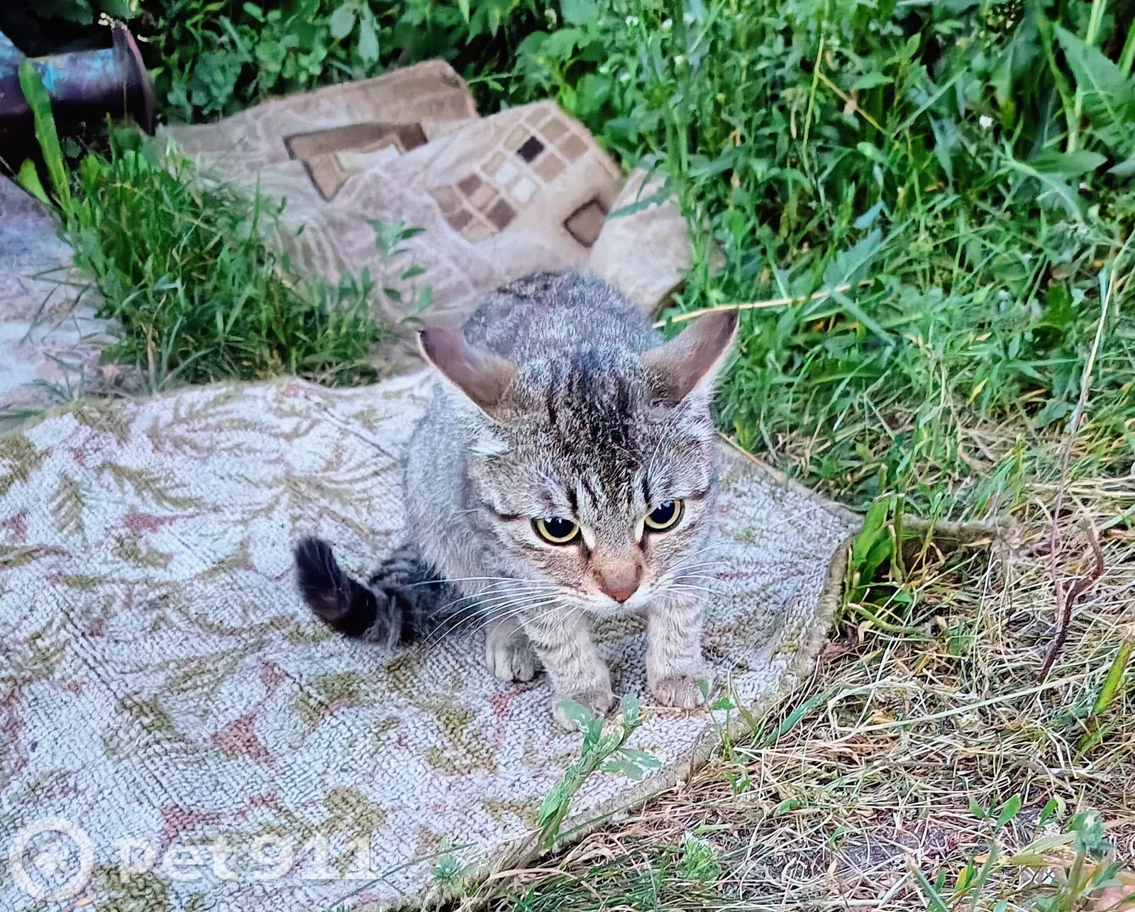 Найдена кошка в Пензе — фото питомца