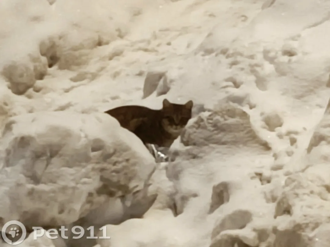 Найдена кошка в Видном — фото питомца