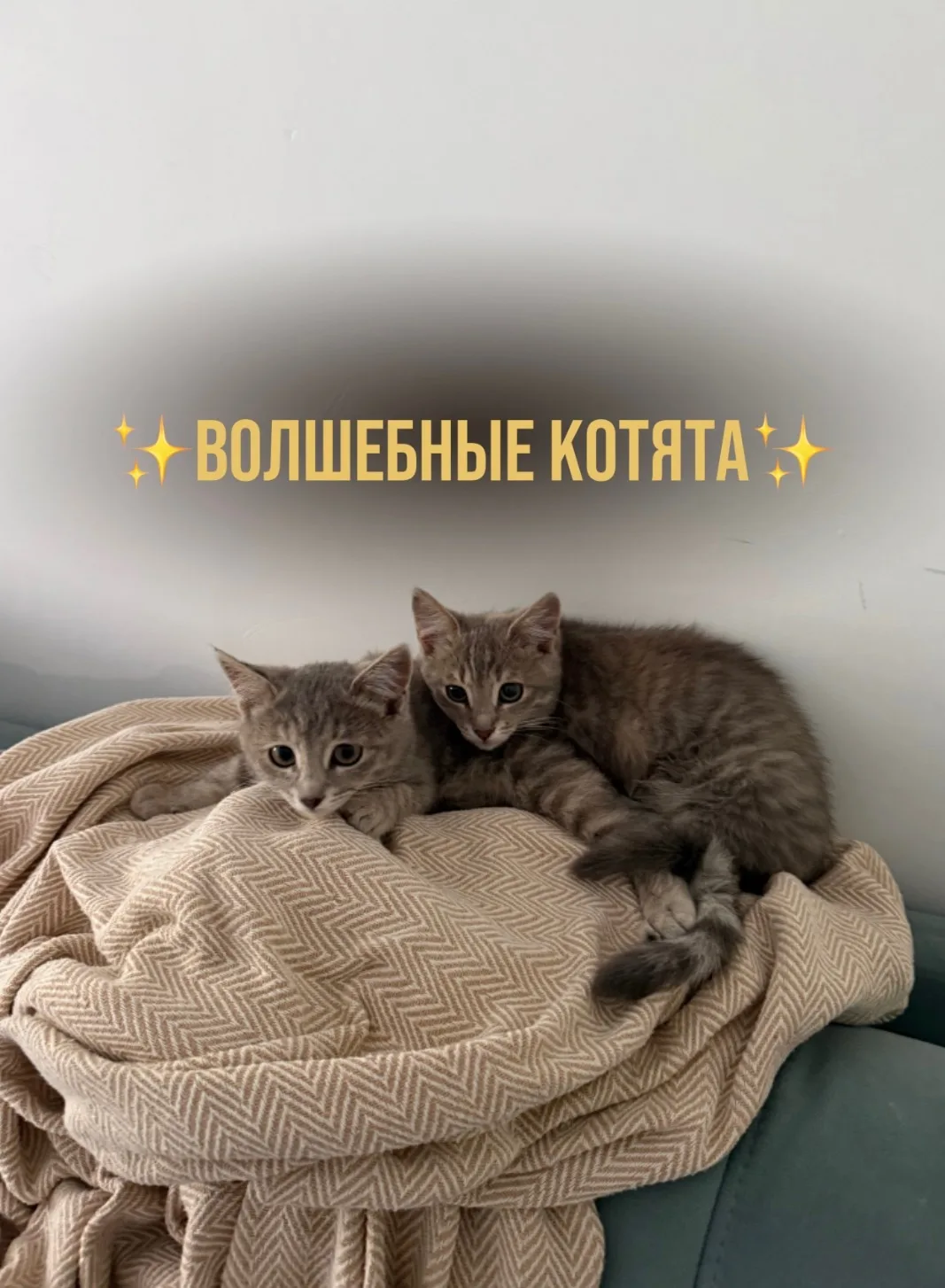 Объявление о питомце в Энгельсе — фото питомца