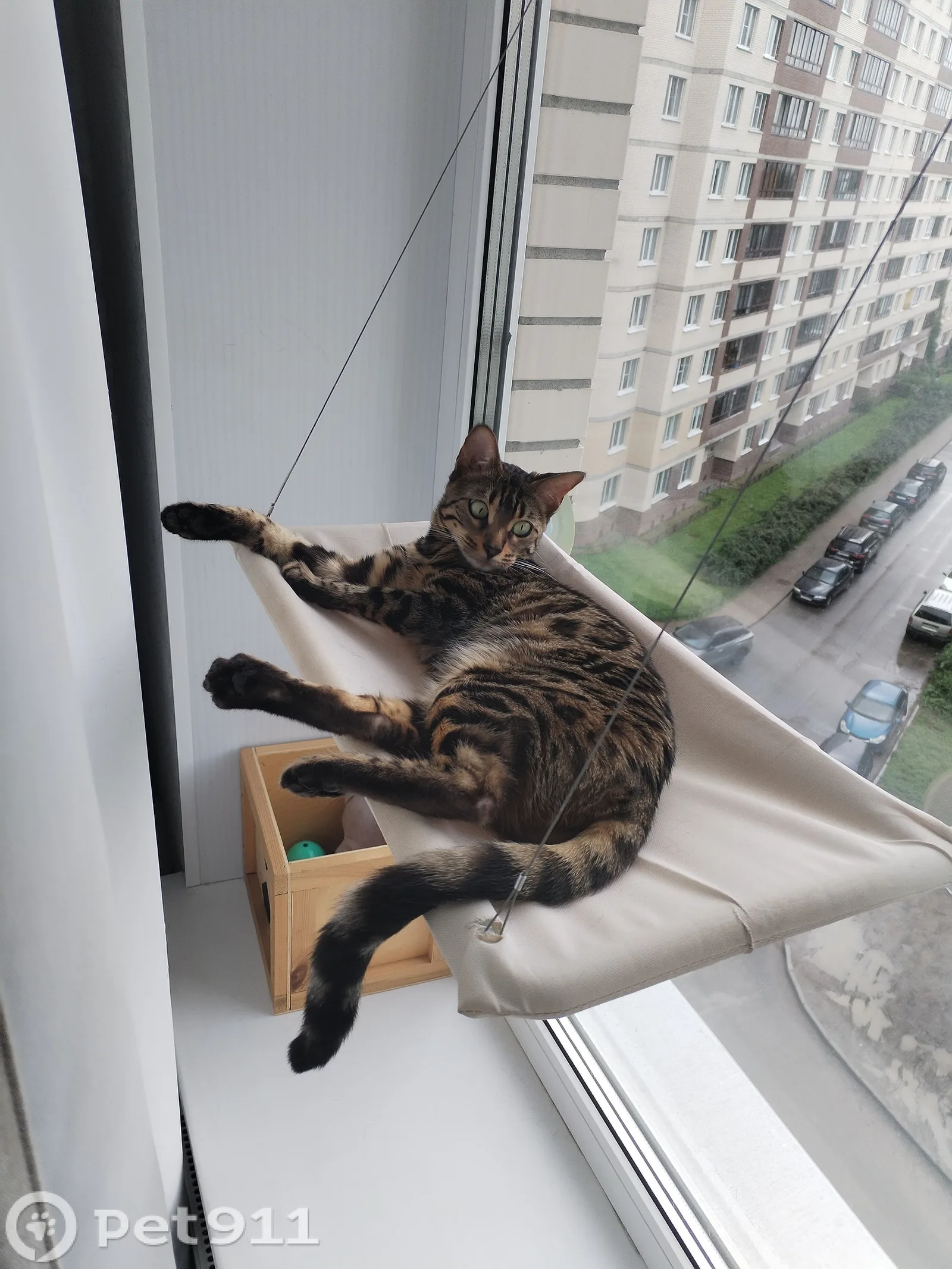Найдена кошка в Балакове — фото питомца