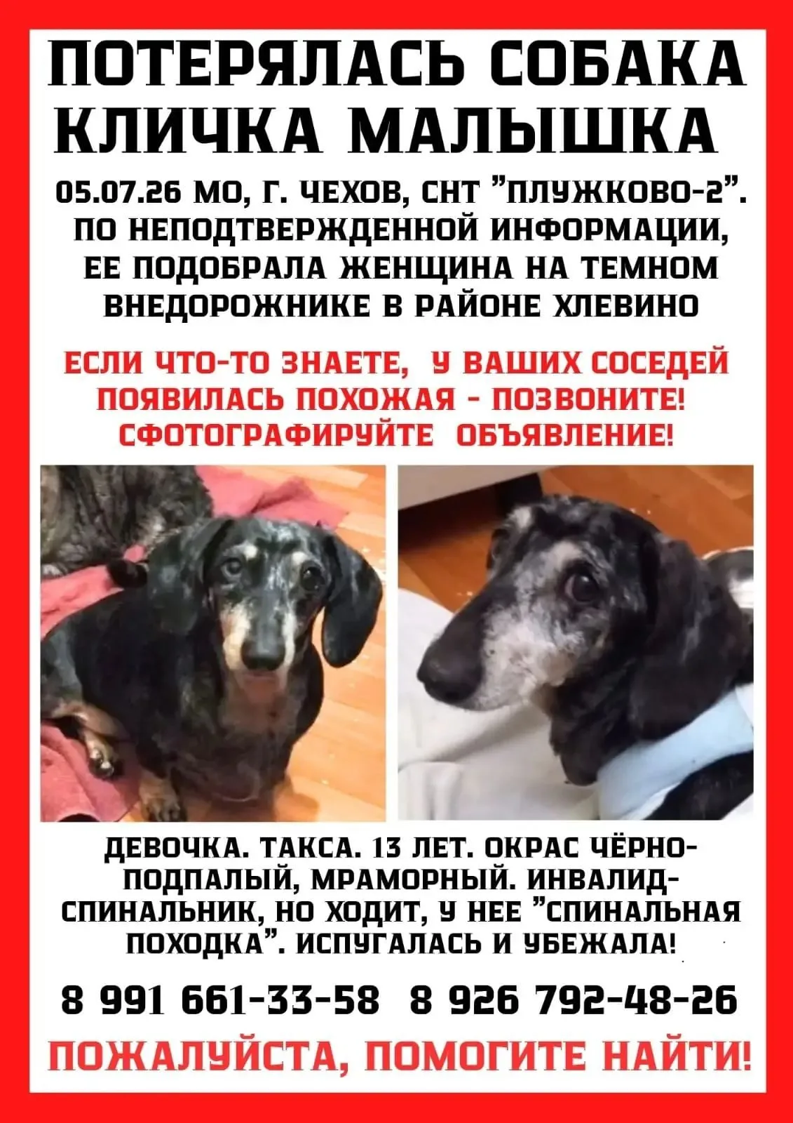 Пропала собака в Чехове — фото питомца