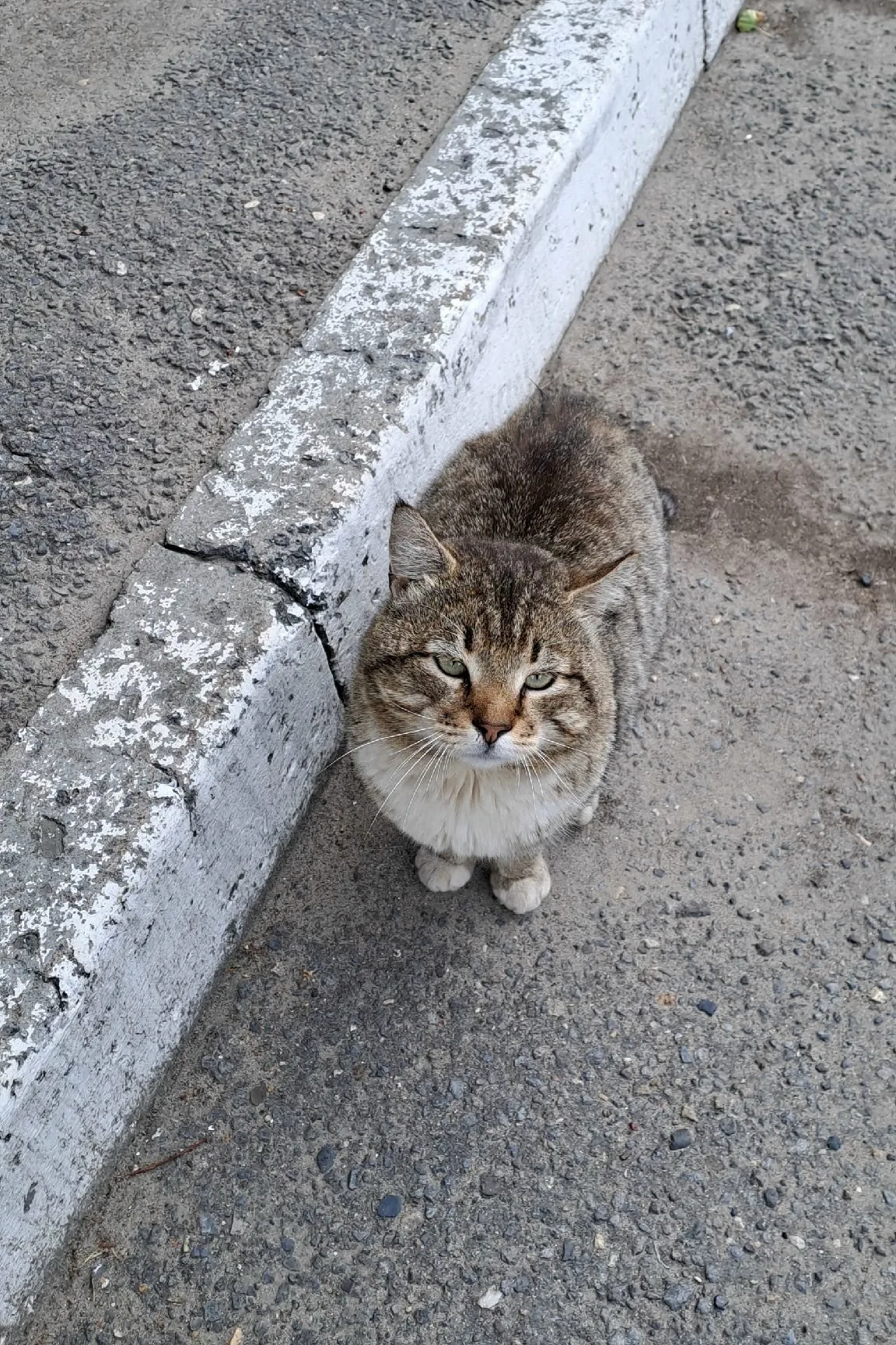 Найдена кошка в Вологде — фото питомца