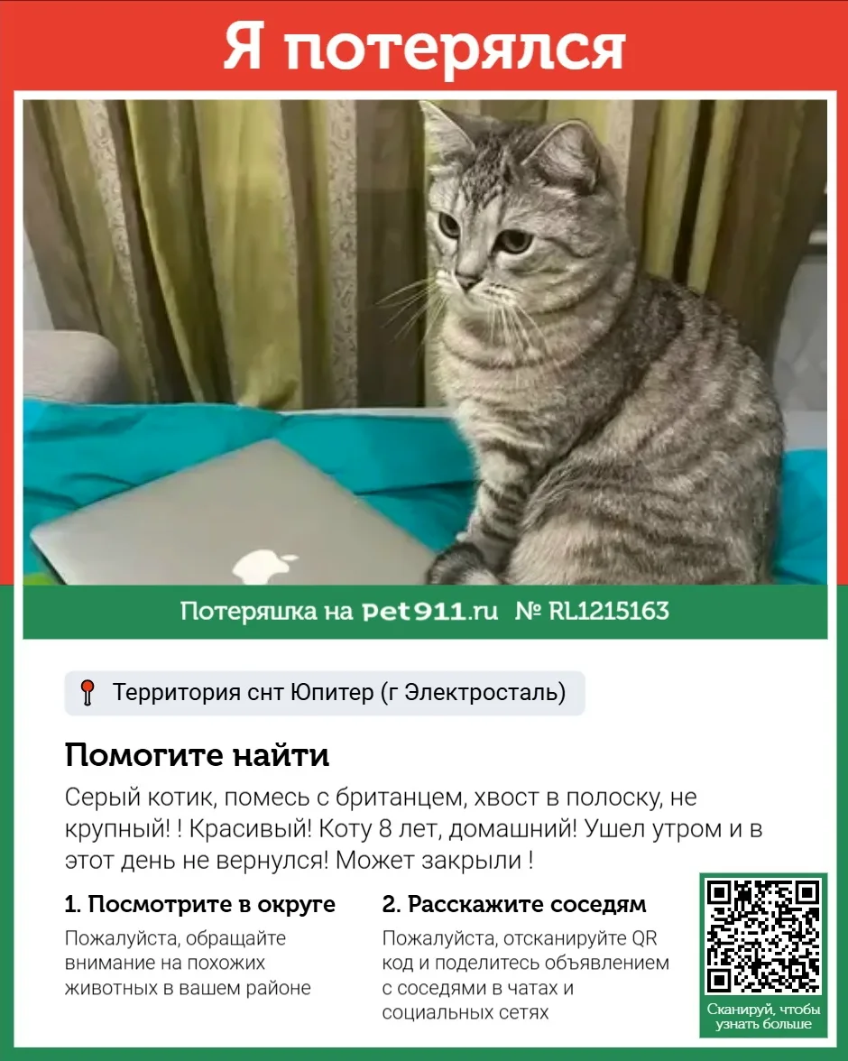 Найдена кошка в Реутове — фото питомца