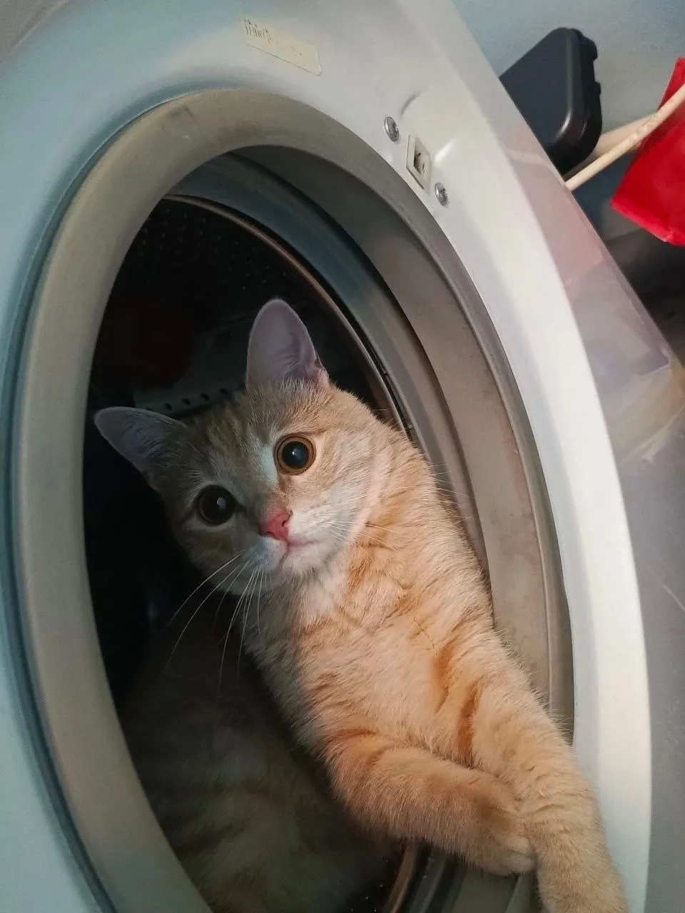 Найдена кошка в Перми — фото питомца