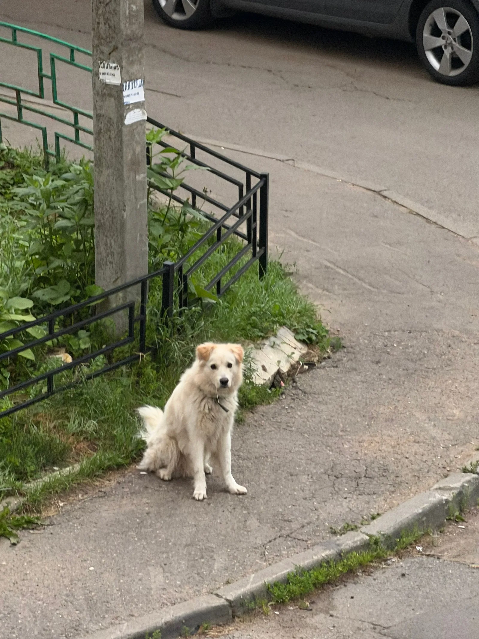 Найдена собака в Лобне — фото питомца