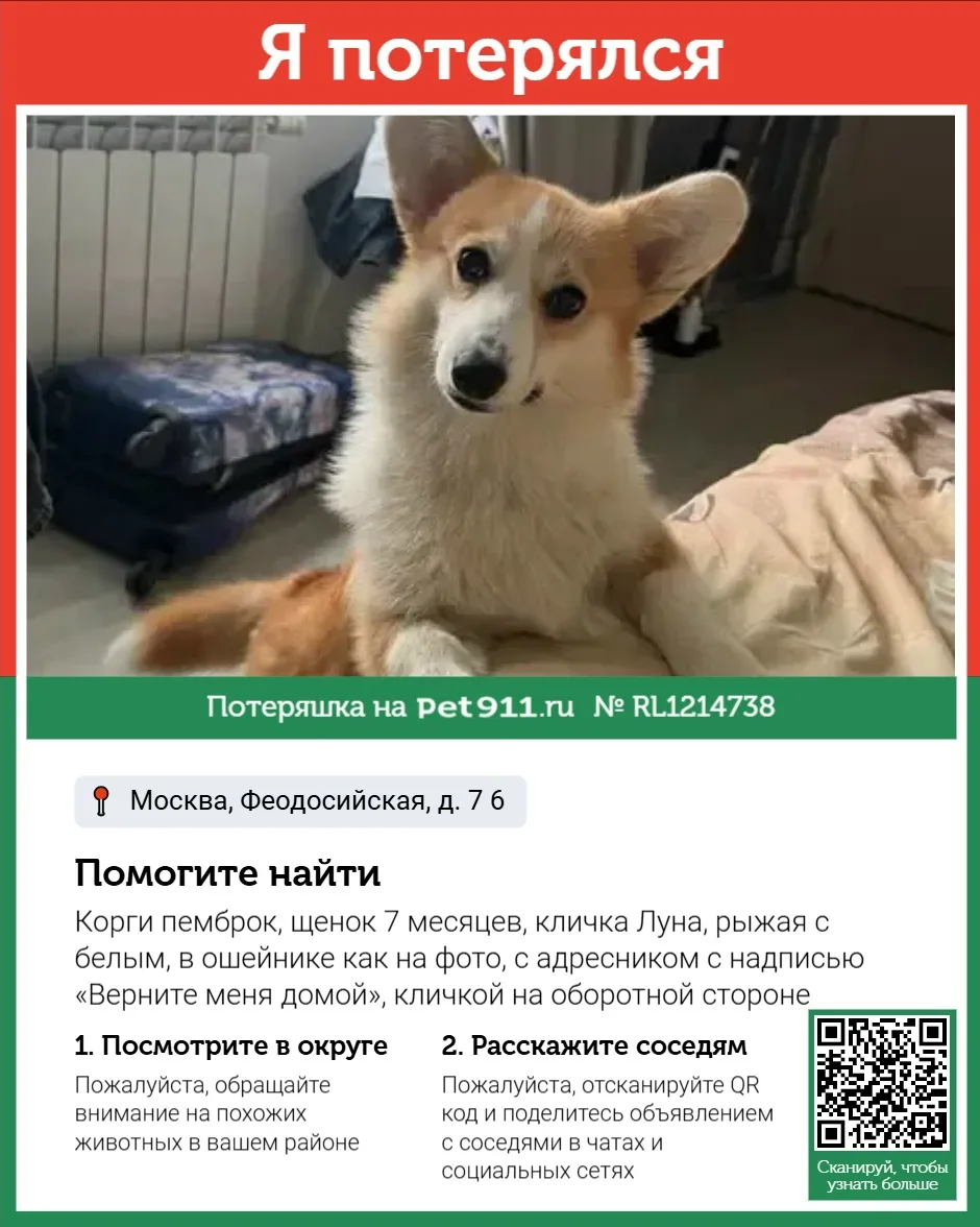 Найдена собака в Реутове — фото питомца
