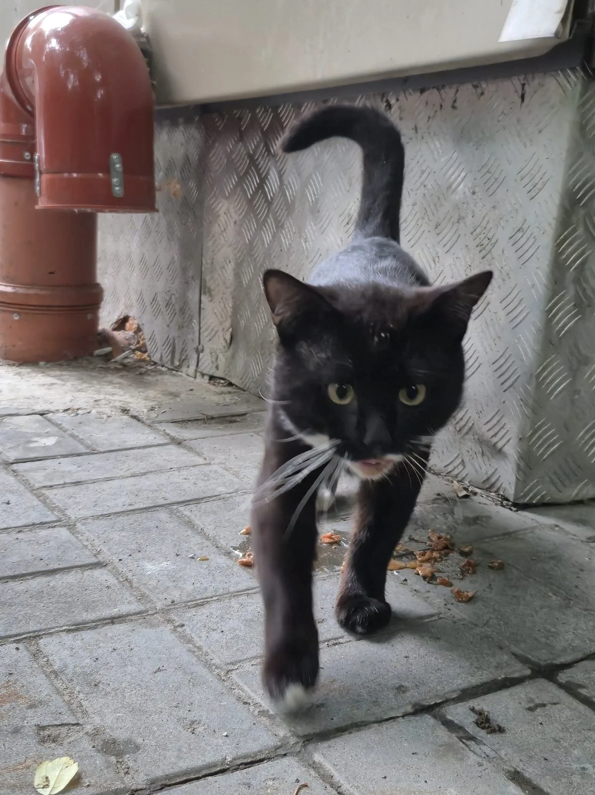 Найдена кошка в Москве — фото питомца