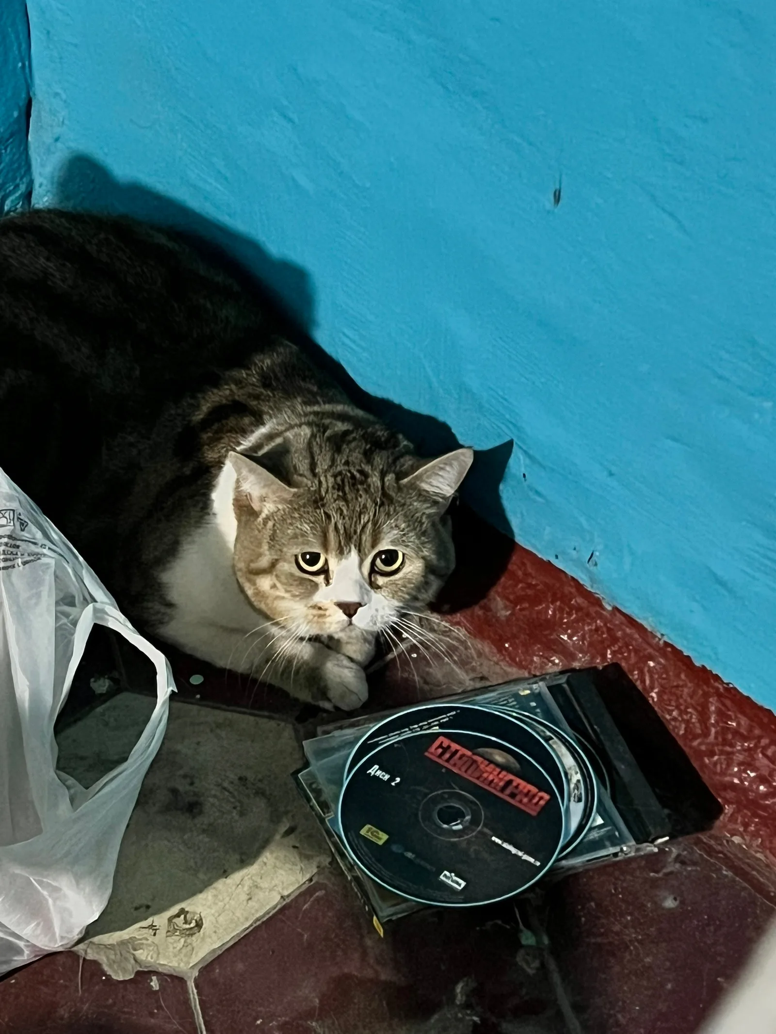 Найдена кошка в Энгельсе — фото питомца