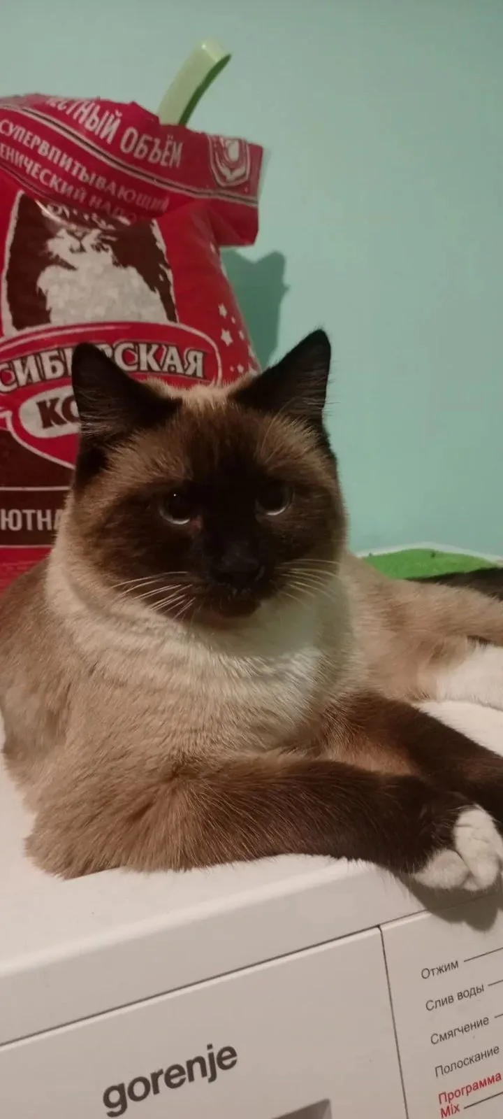Пропала кошка в Иркутске — фото питомца