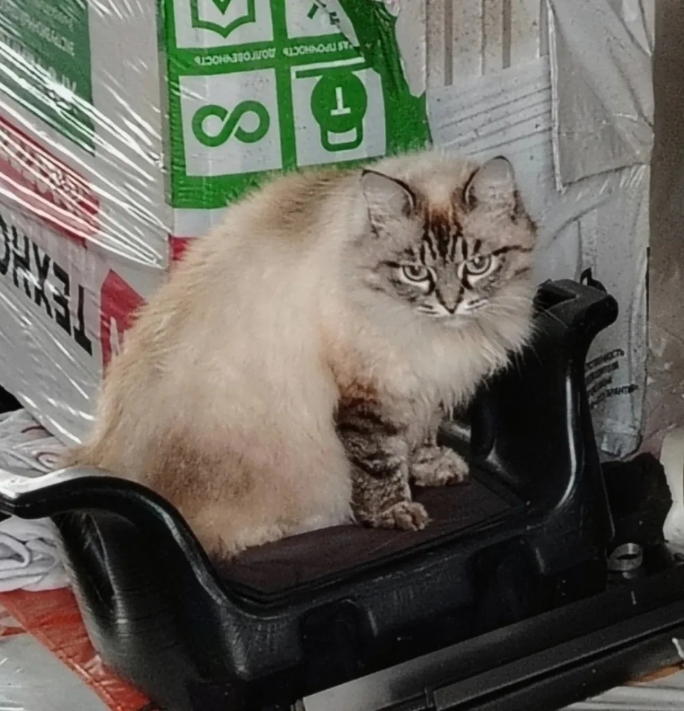 Найдена кошка в Златоусте — фото питомца