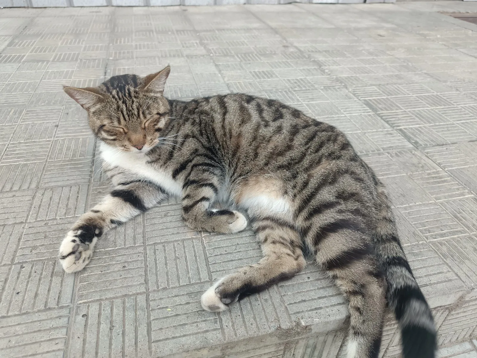 Найдена кошка в Перми — фото питомца