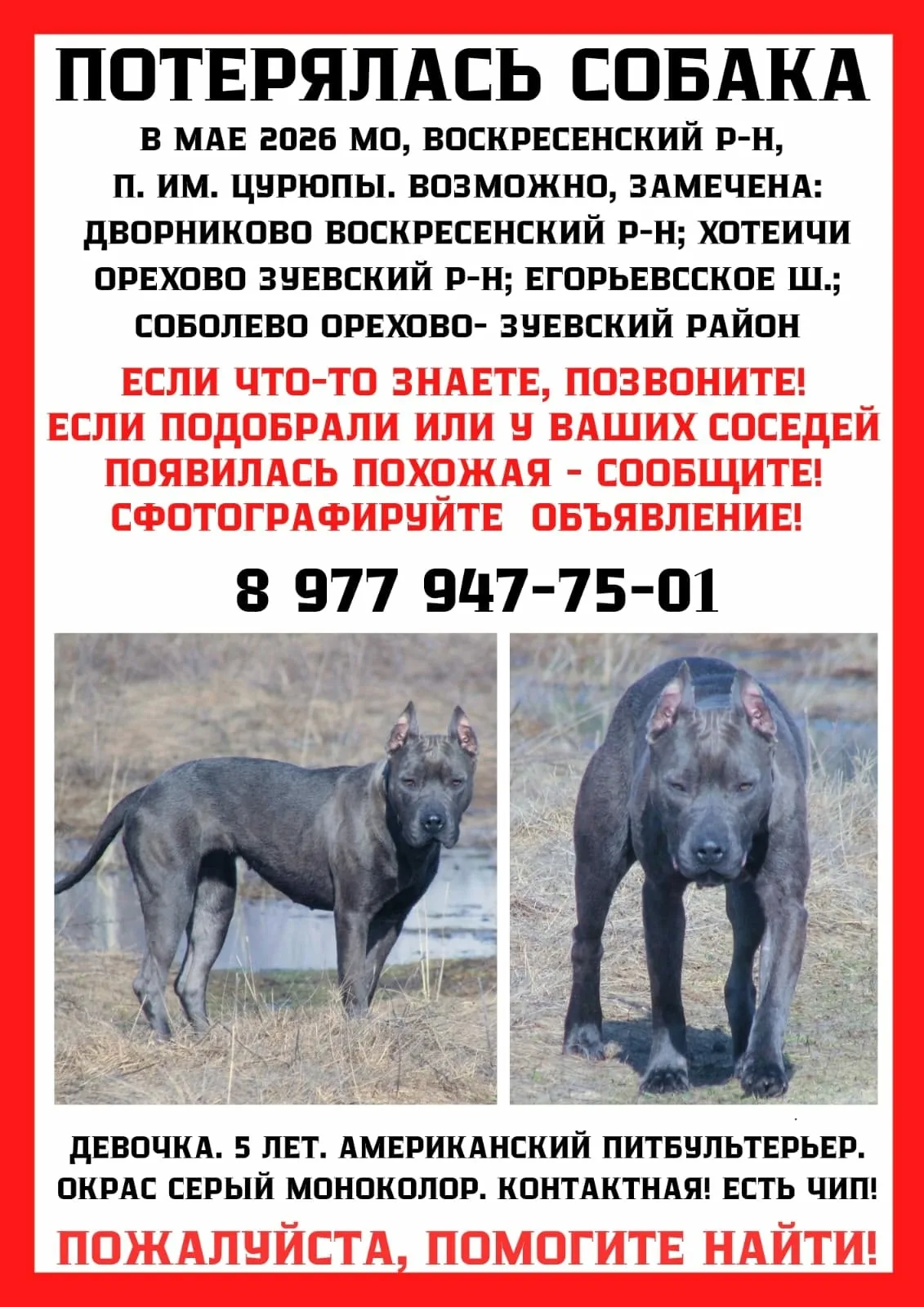 Найдена собака в Егорьевске — фото питомца