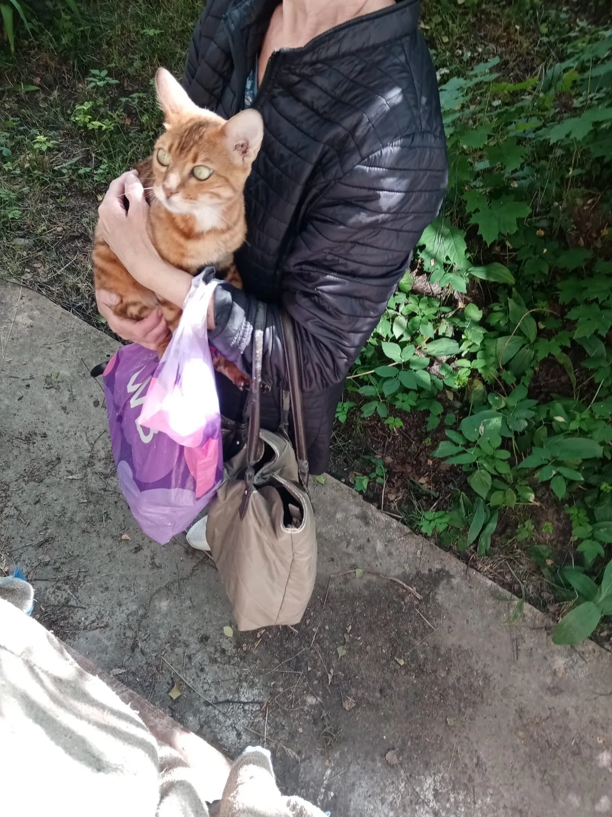 Найдена кошка в Раменском — фото питомца