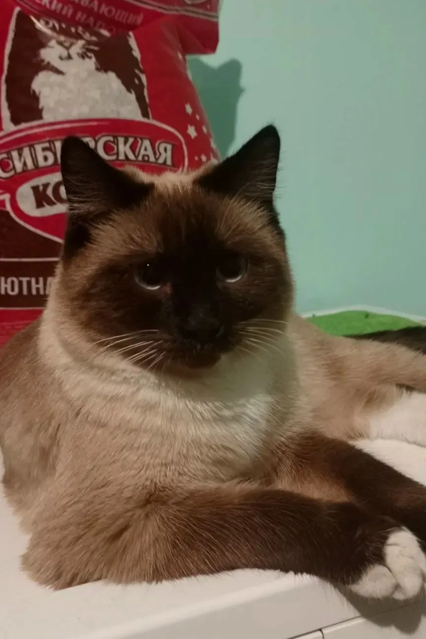 Найдена кошка в Иркутске — фото питомца