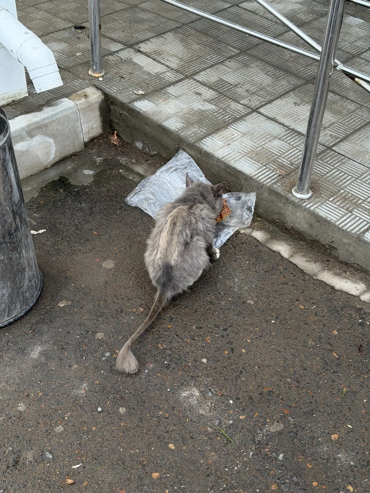 Найдена кошка в Уфе — фото питомца