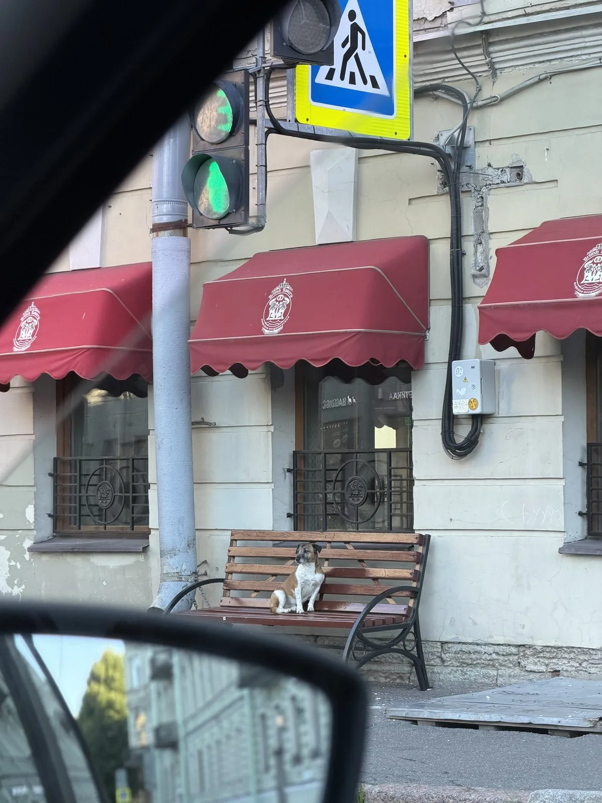 Найдена собака в Санкт-Петербурге — фото питомца
