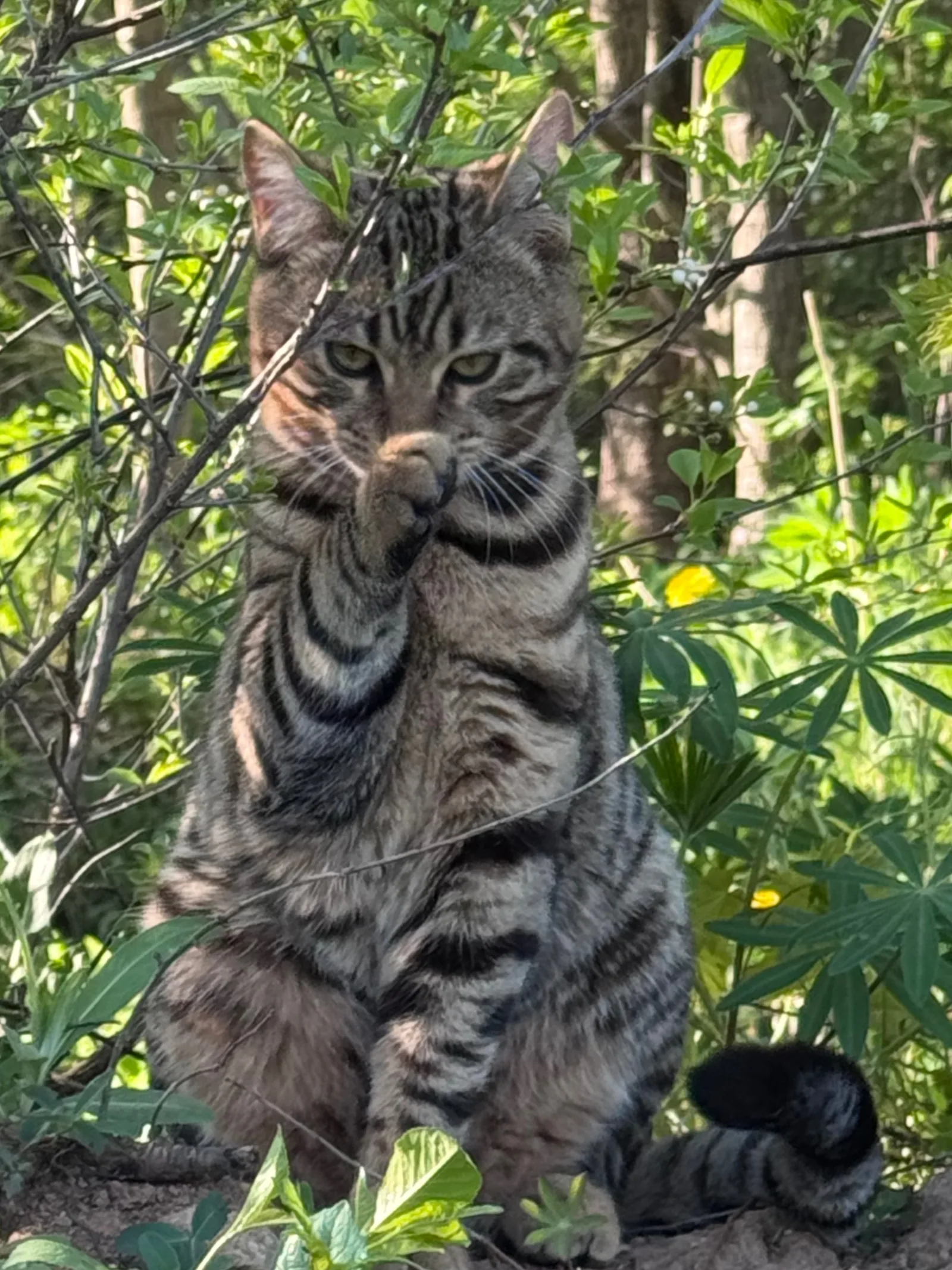 Найдена кошка в Лобне — фото питомца