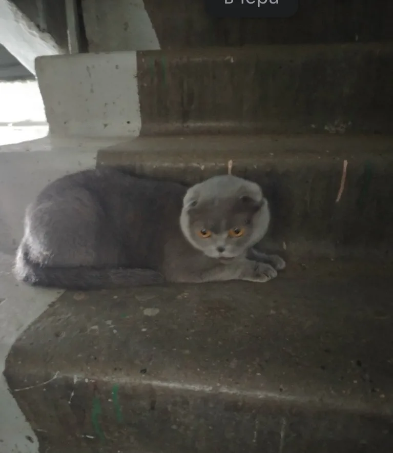 Найдена кошка в Чите — фото питомца