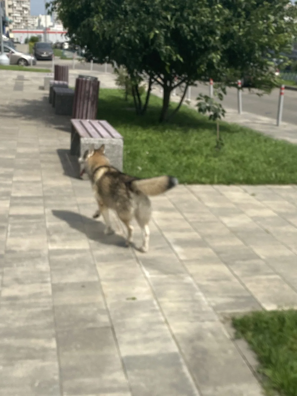 Найдена собака в Зеленограде — фото питомца