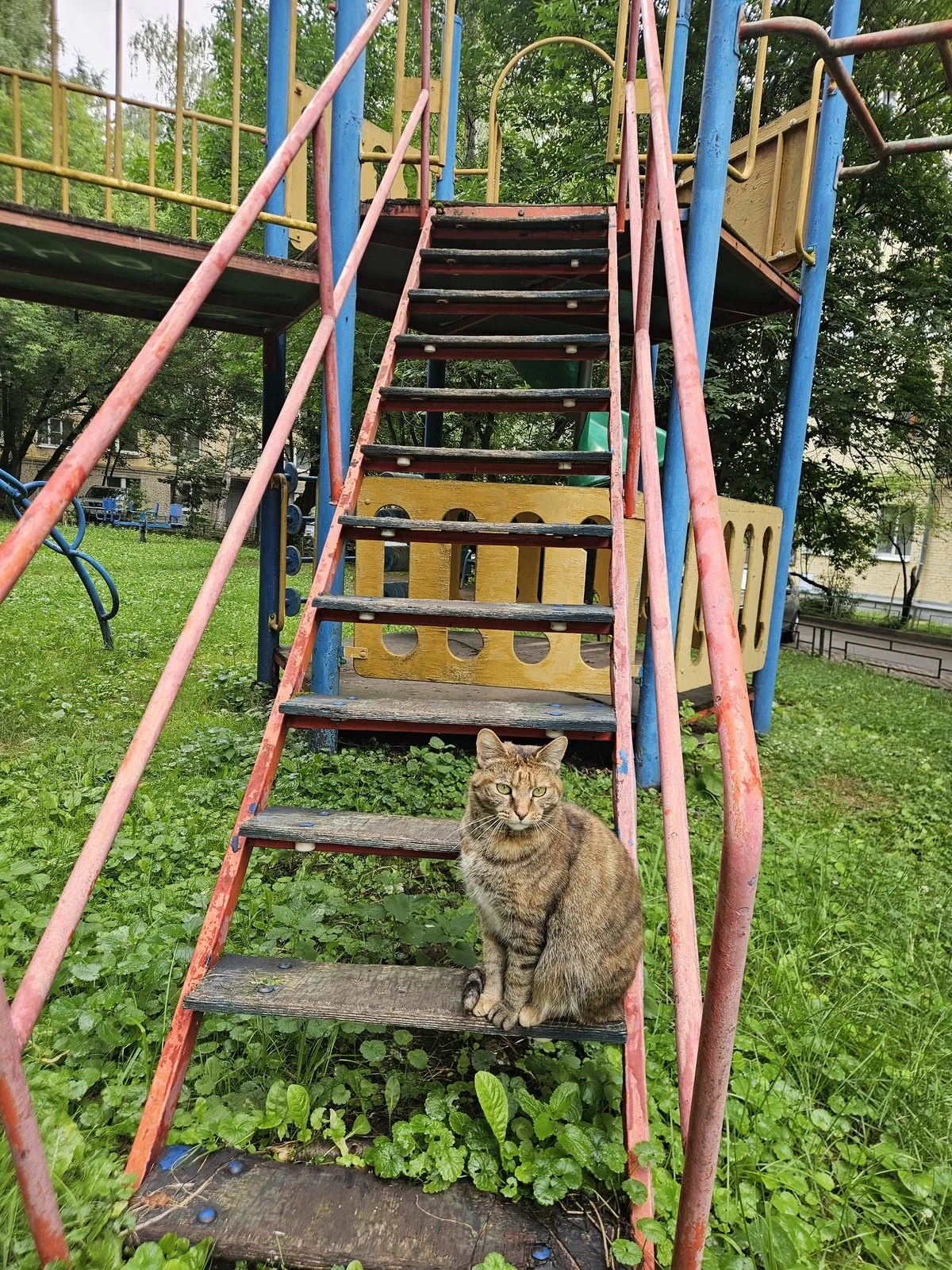 Найдена кошка в Красногорске — фото питомца