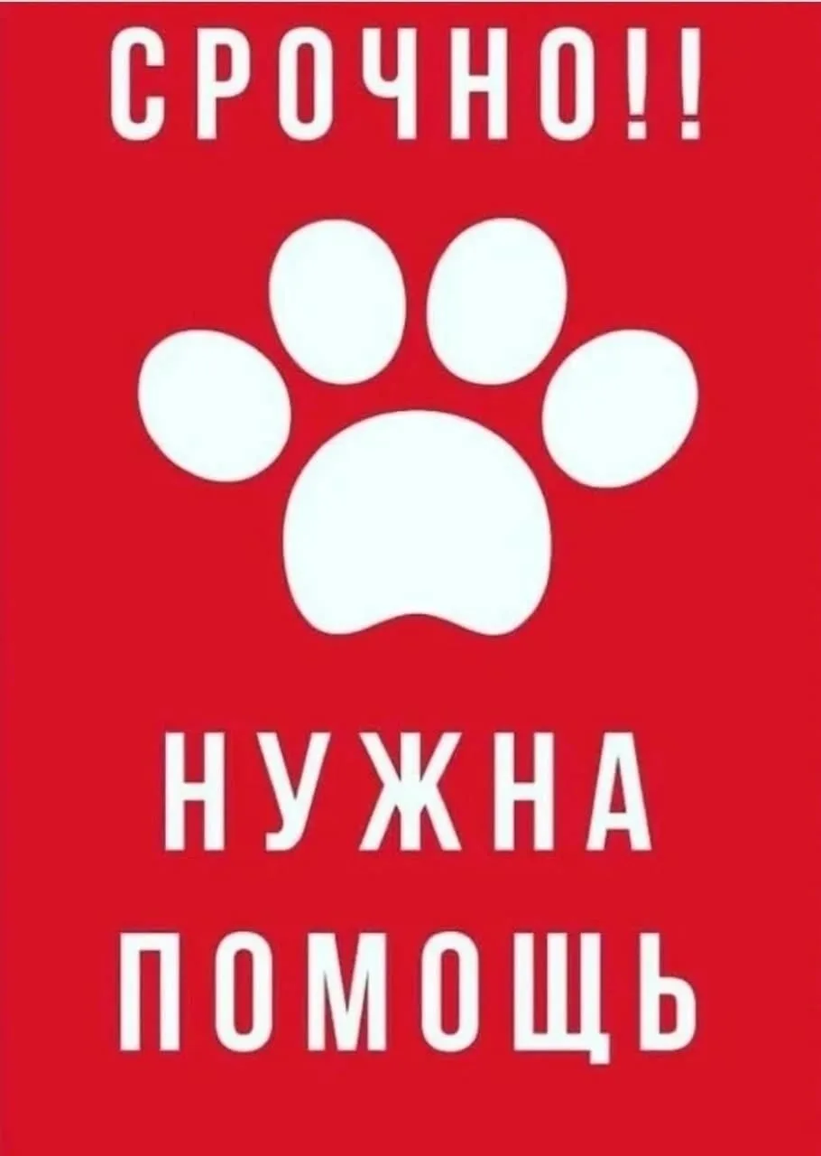 Найдена собака в Стерлитамаке — фото питомца