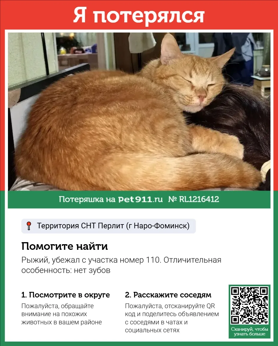 Найдена кошка в Майкопе — фото питомца