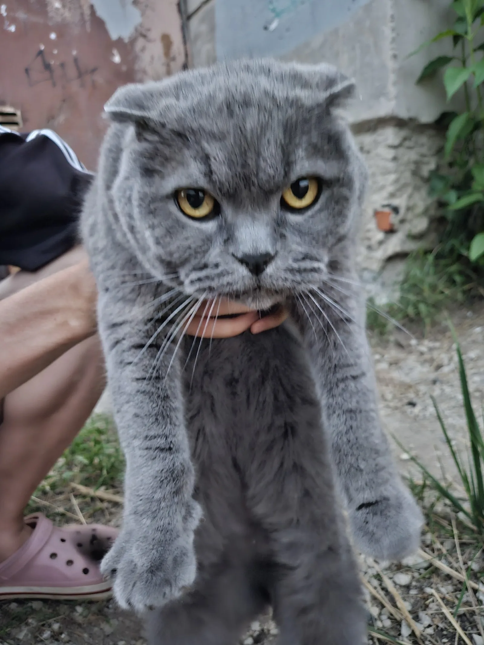 Найдена кошка в Сыктывкаре — фото питомца