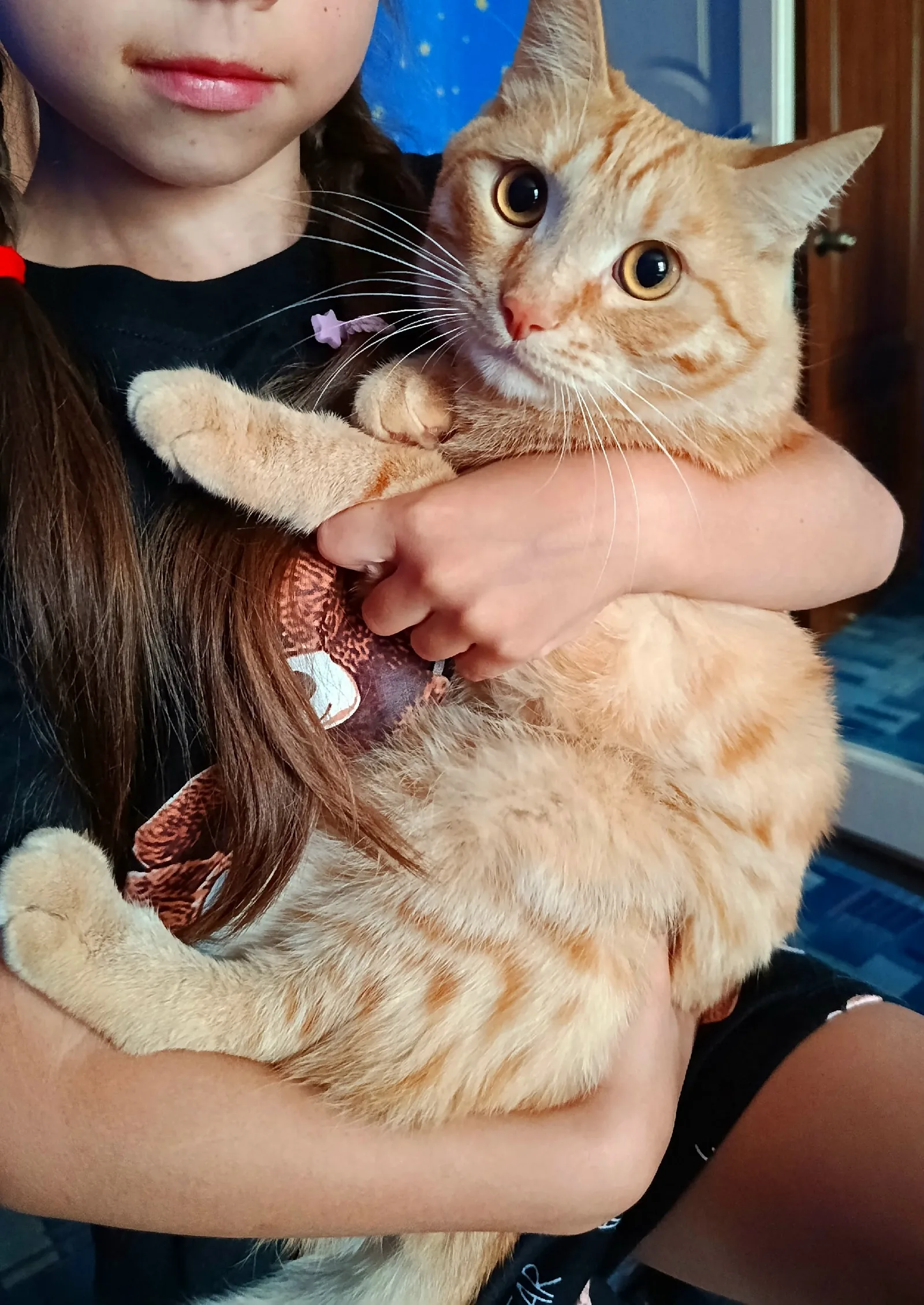 Найдена кошка в Новокузнецке — фото питомца