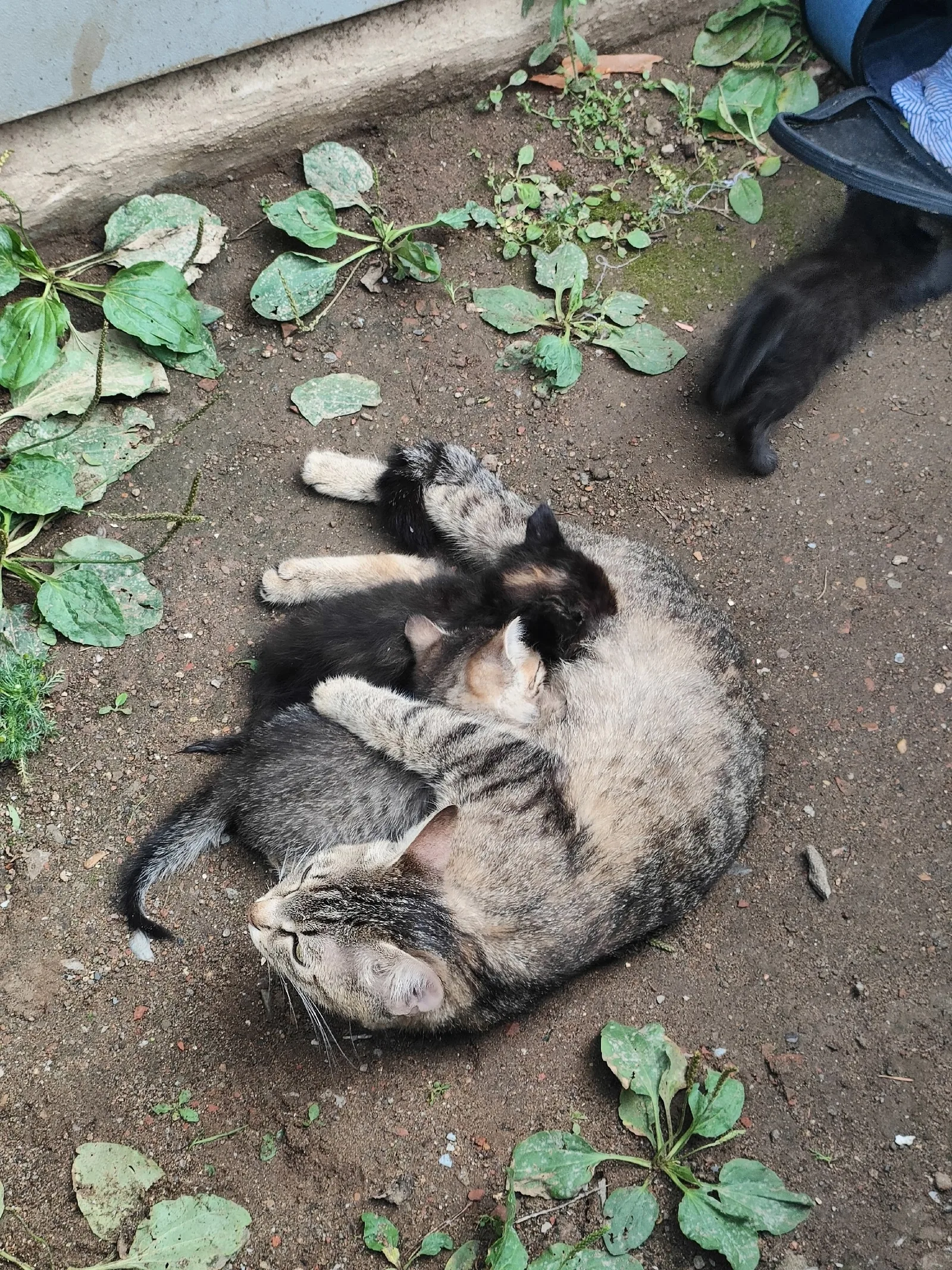 Найдена кошка в Нижнекамске — фото питомца