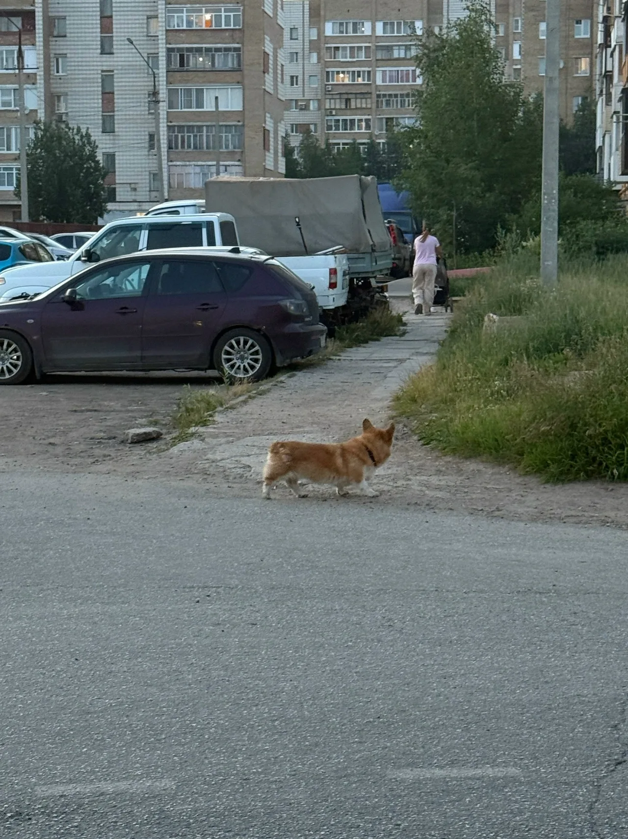 Найдена собака в Ухте — фото питомца