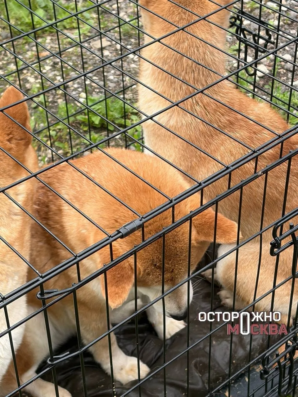 Найдена собака в Домодедове — фото питомца
