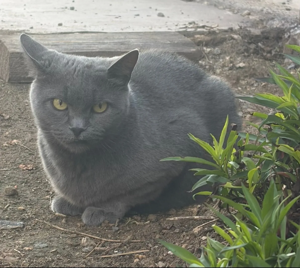 Найдена кошка в Раменском — фото питомца