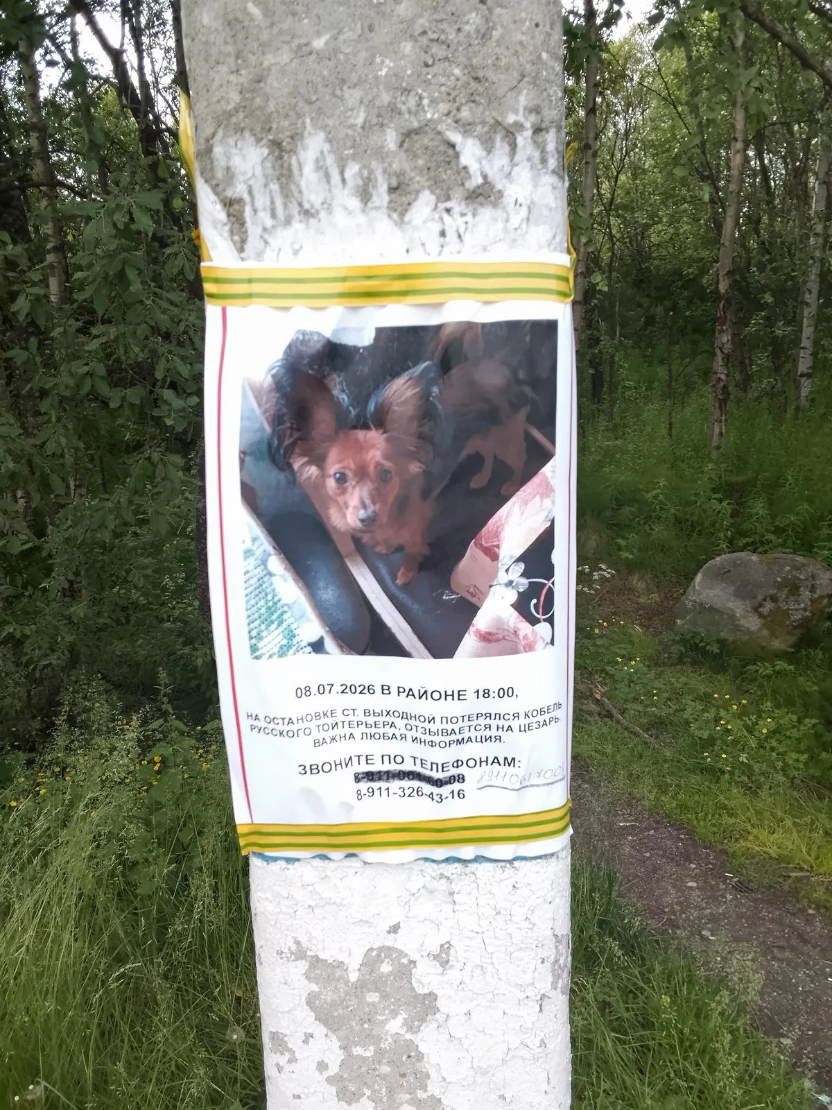 Пропала собака в Мурманске — фото питомца