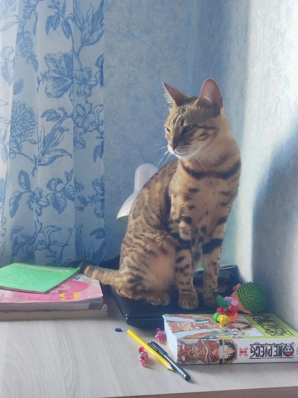 Найдена кошка в Костроме — фото питомца