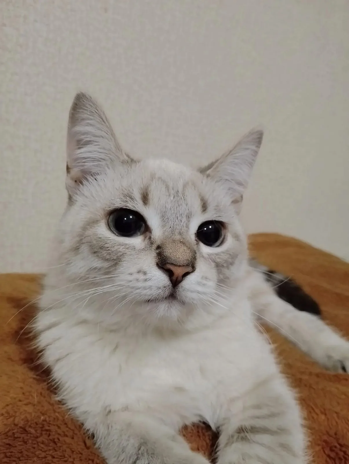 Пропала кошка в Пензе — фото питомца