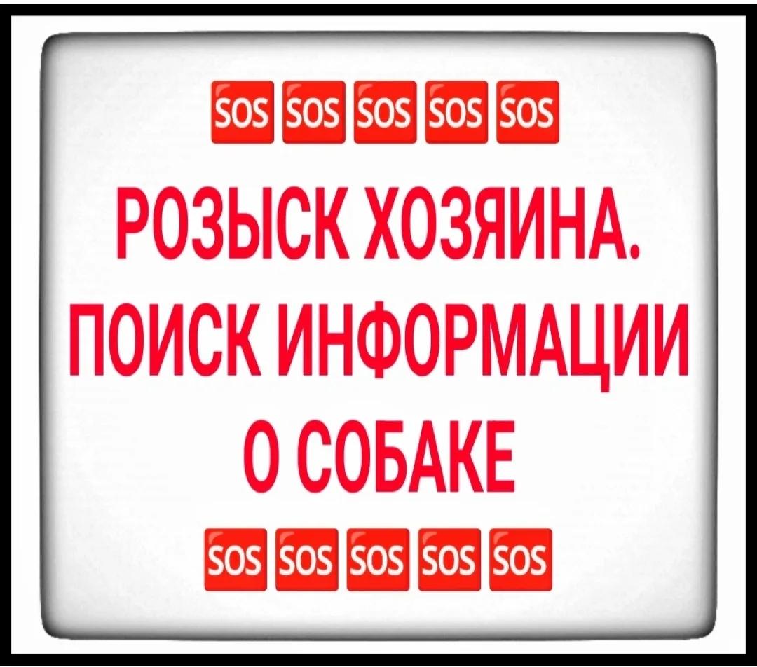 Найдена собака в Мурманске — фото питомца