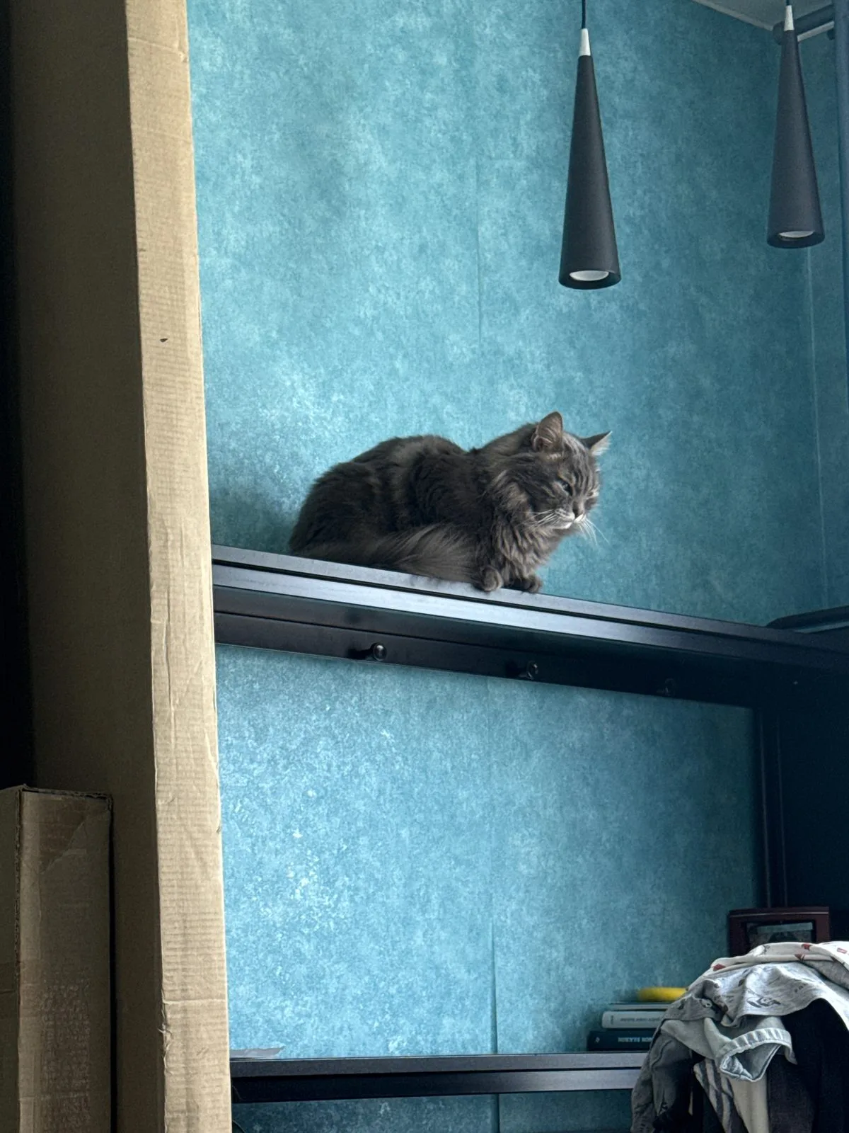 Пропала кошка в Чехове — фото питомца