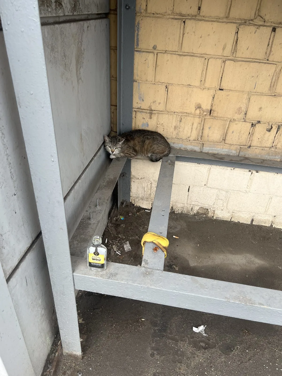 Найдена кошка в Москве — фото питомца