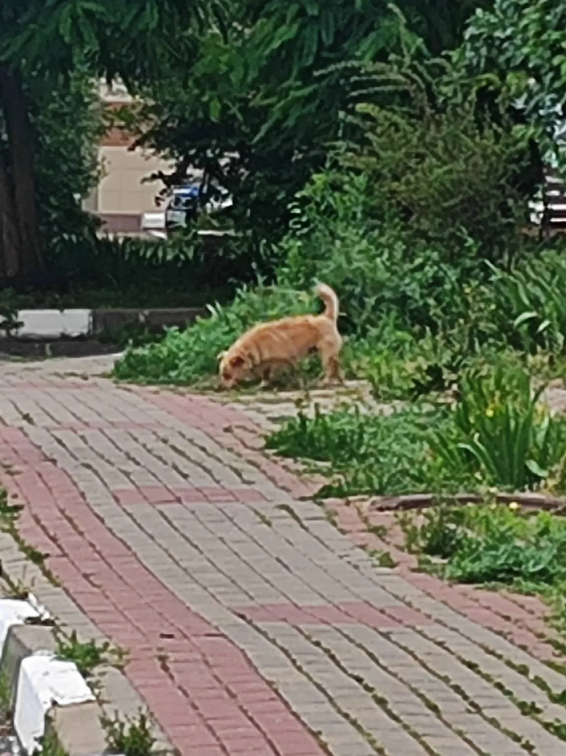 Найдена собака в Белгороде — фото питомца