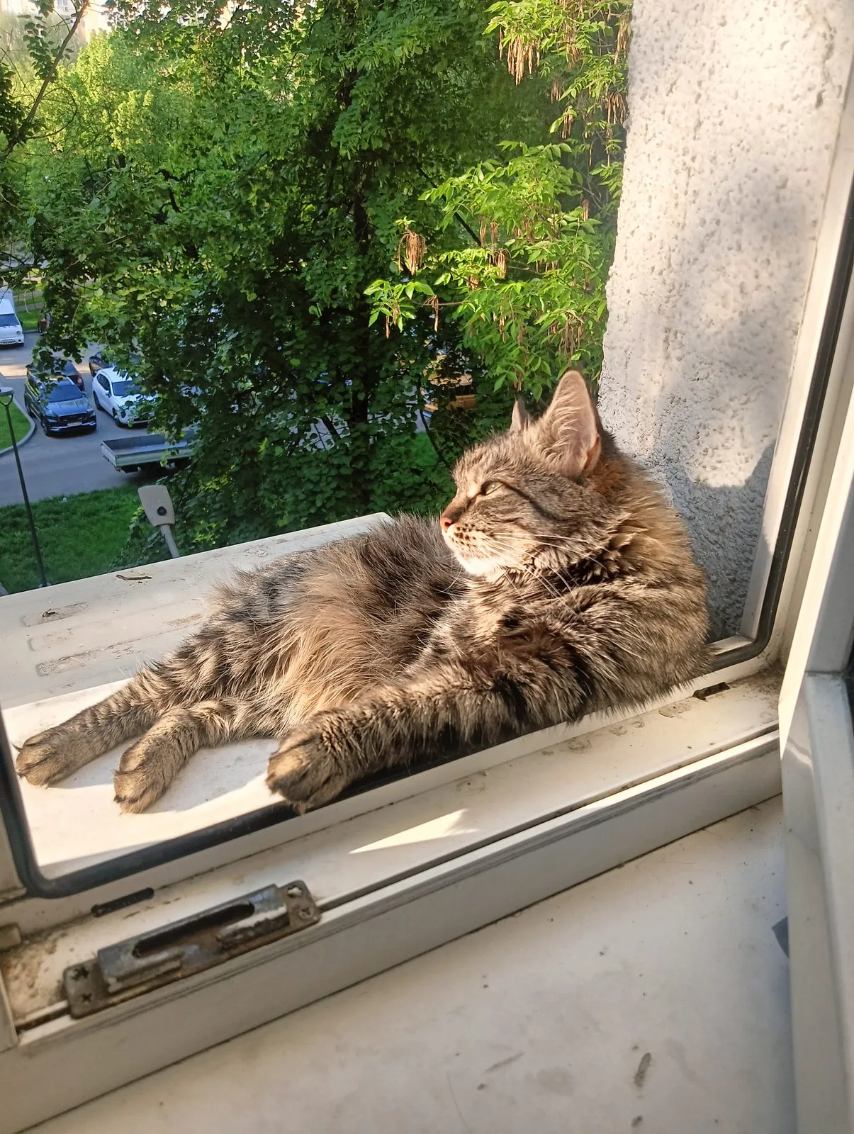 Пропала кошка в Москве — фото питомца